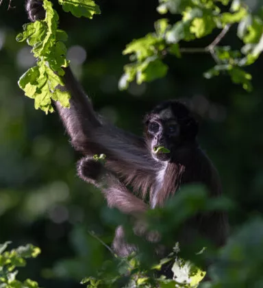 Atele à ventre blanc vue 1