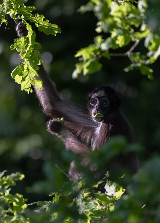 Atele à ventre blanc vue 1