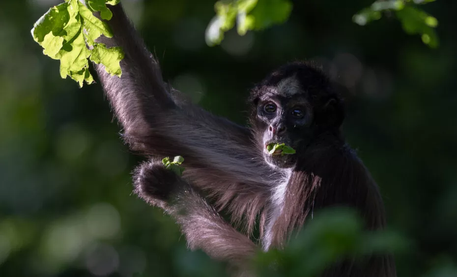 Atele à ventre blanc vue 1