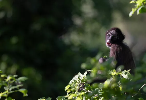 Atele à ventre blanc vue 2