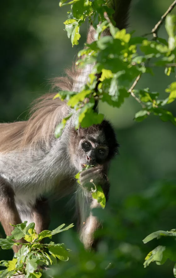 Atele à ventre blanc vue 5