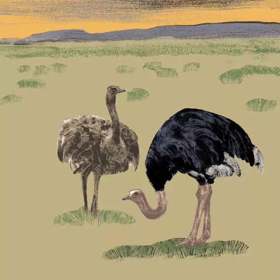 Illustration autruche