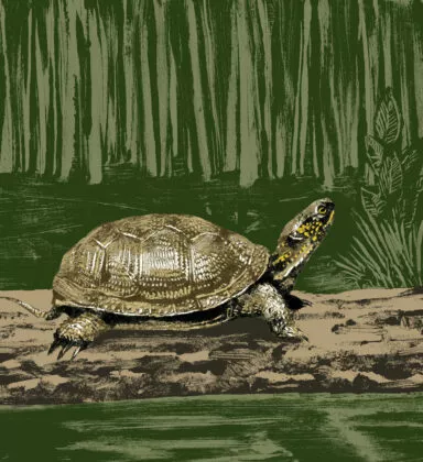 tortue cistude illustration