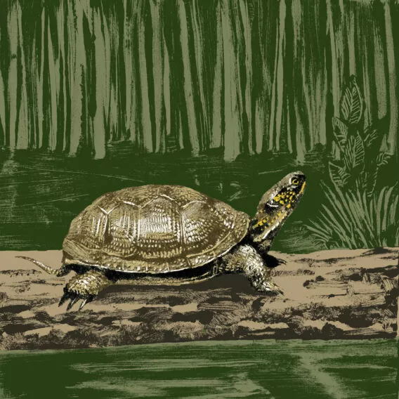 tortue cistude illustration