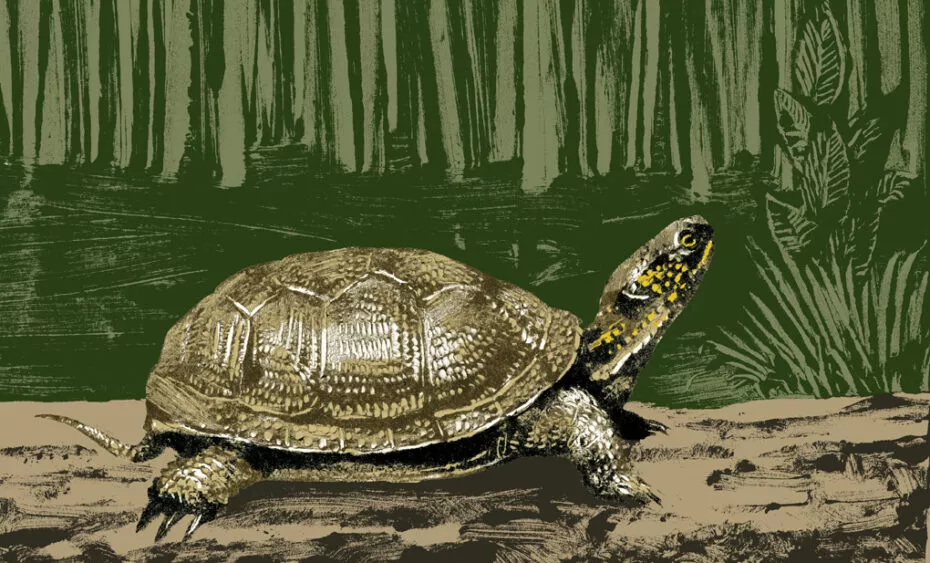 tortue cistude illustration