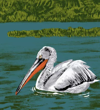Pelican frisé illustration