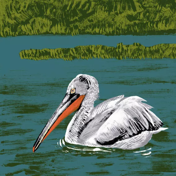 Pelican frisé illustration