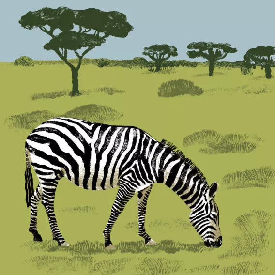 Zebre de grant illustration