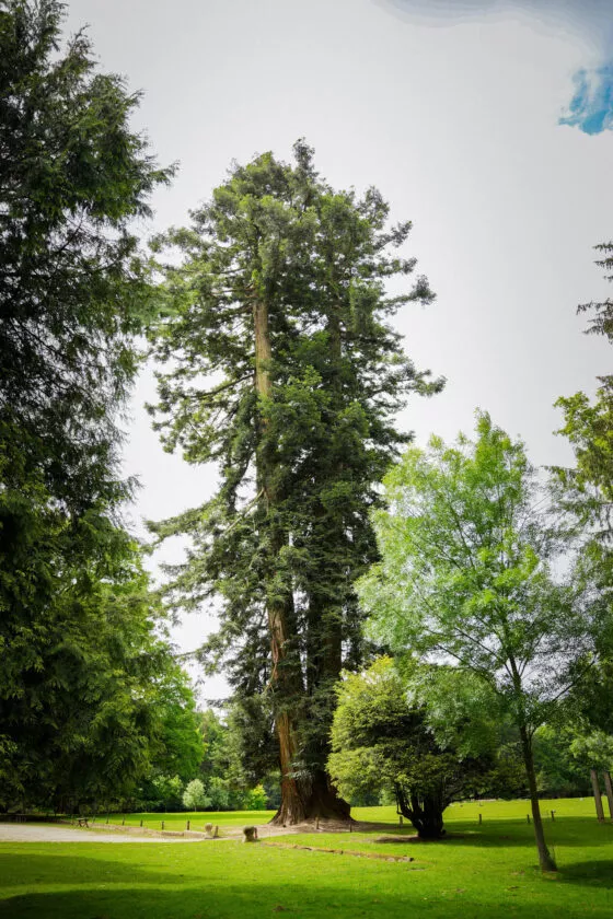 Sequoia vue 2