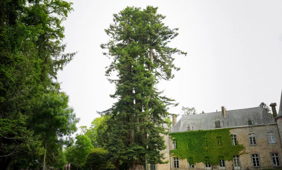 Sequoia