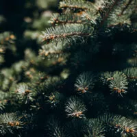 Sapin de noel