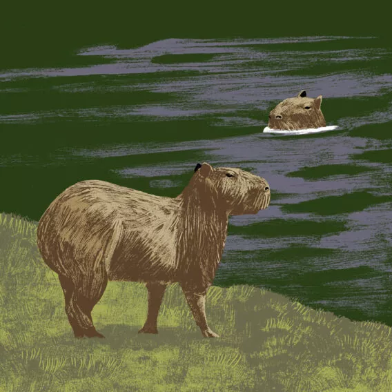 capybara illustration