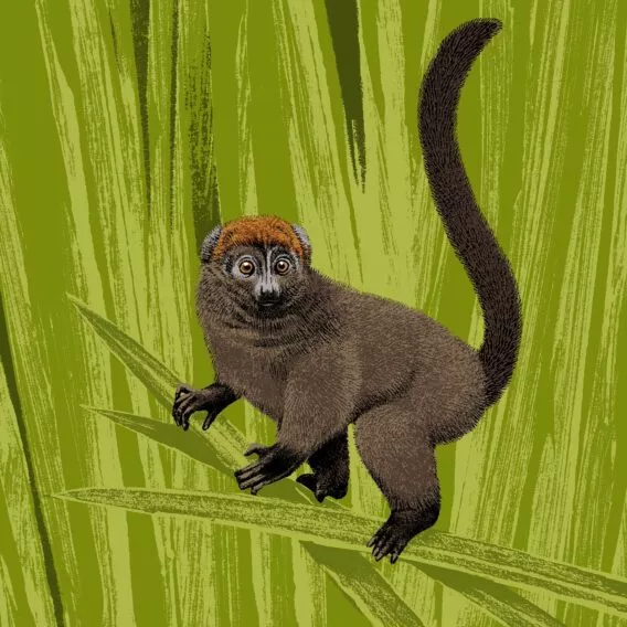 hapalemur illustration