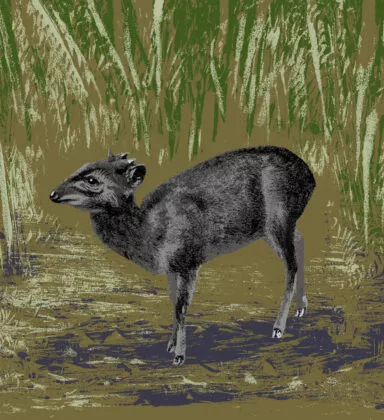 Illustration cephalophe