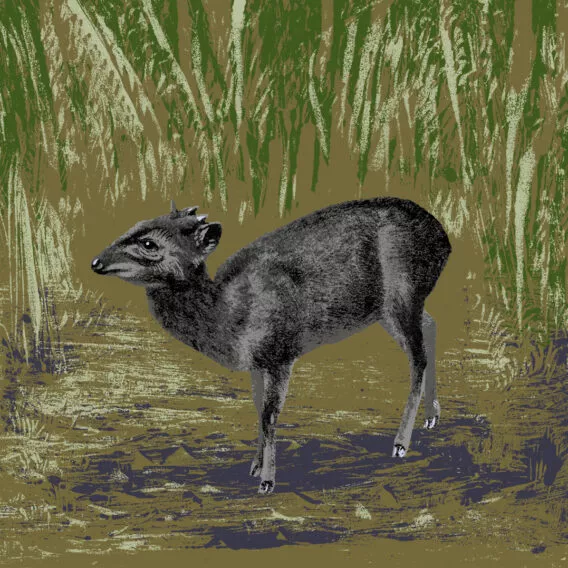 Illustration cephalophe