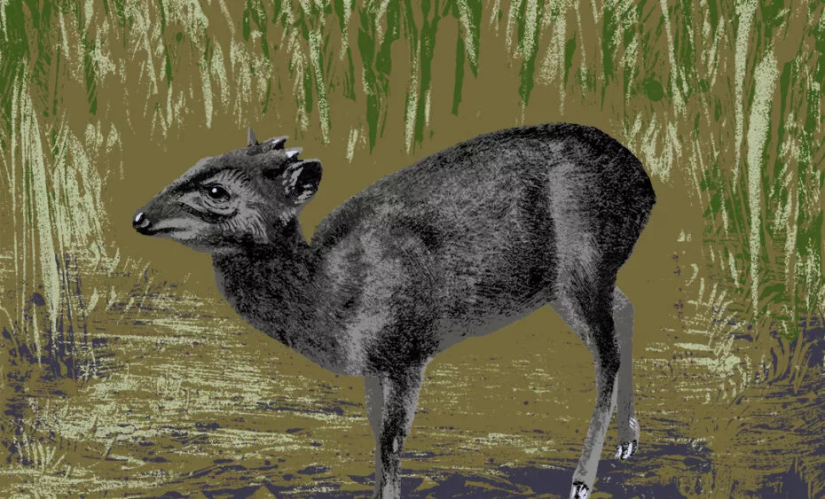 Illustration cephalophe