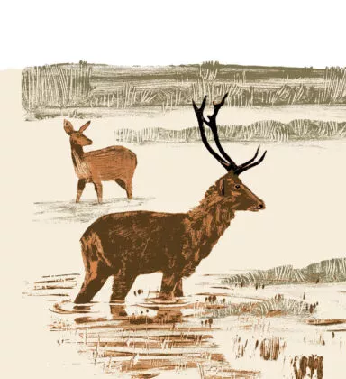 Cerf de duvaucel illustration