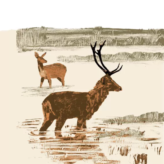 Cerf de duvaucel illustration