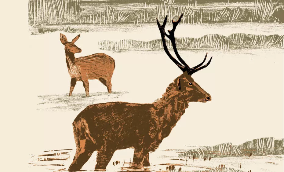 Cerf de duvaucel illustration