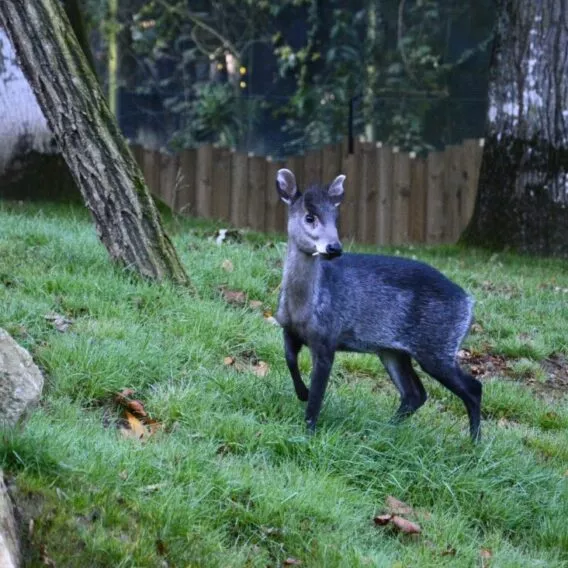 Cerf huppe