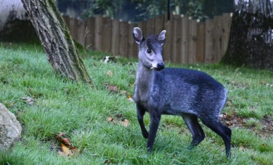 Cerf huppe