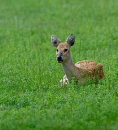 Cerf hydropote Benoiton