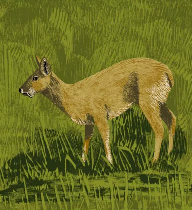 cerf hydropote illustration