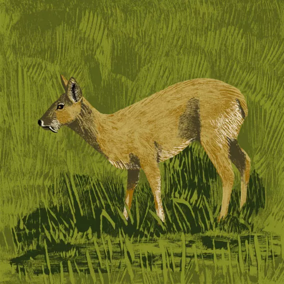 cerf hydropote illustration