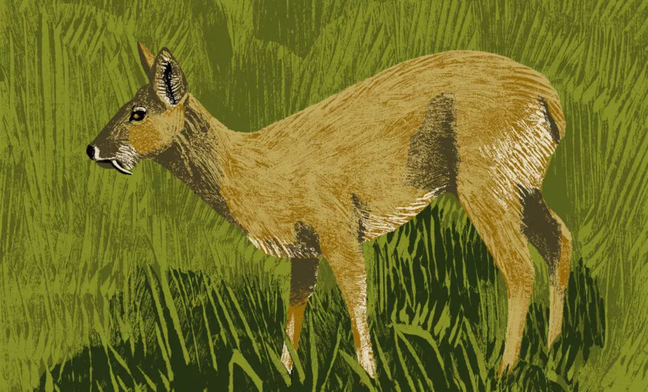 cerf hydropote illustration
