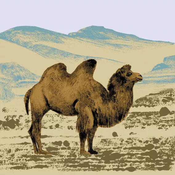 illustration chameau