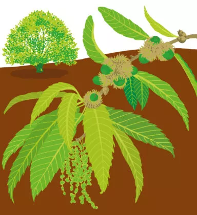 chêne à feuille de chataignier