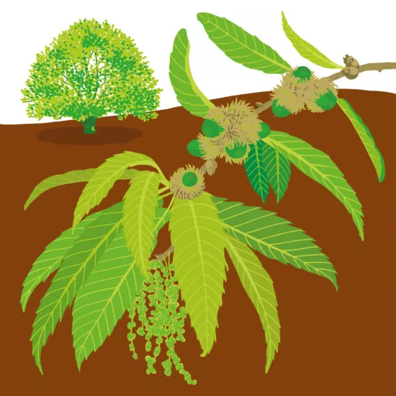 chêne à feuille de chataignier