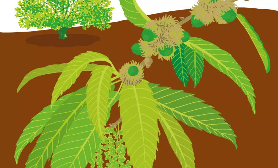 chêne à feuille de chataignier