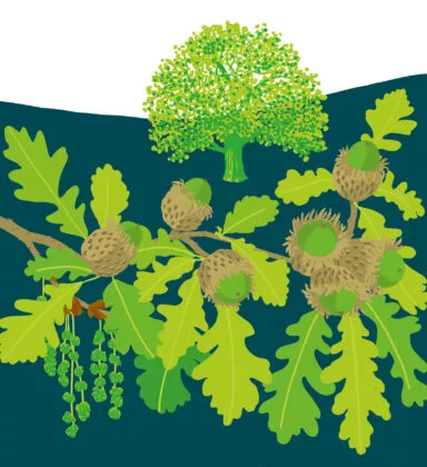 chêne à gros fruits