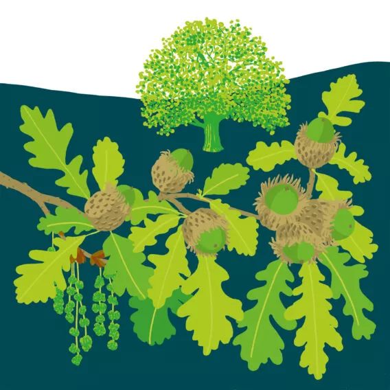 chêne à gros fruits