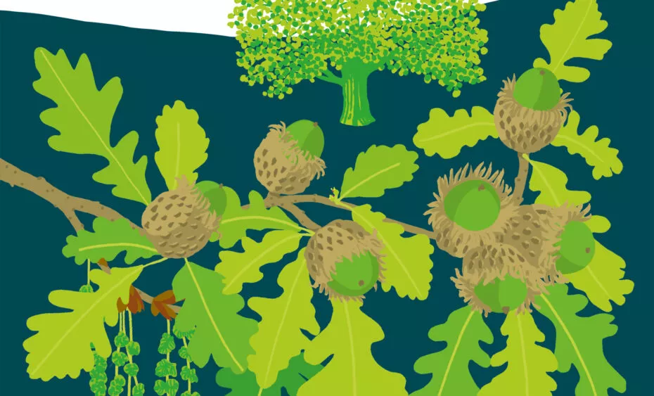 chêne à gros fruits