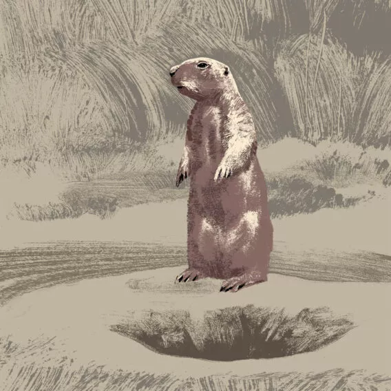 chien de prairie illustration