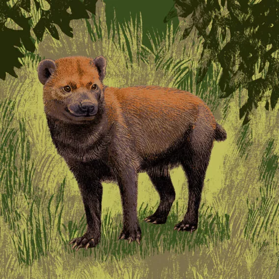 Chien des buissons illustration