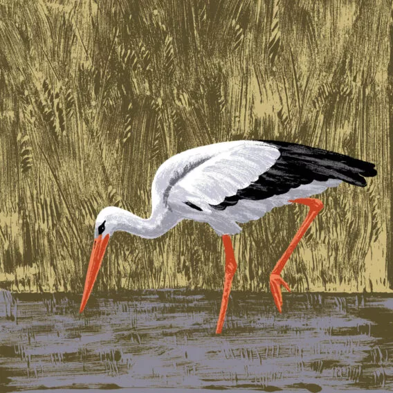 cigogne illustration