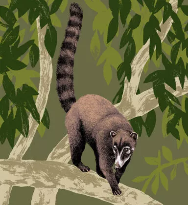 illustration coati
