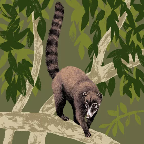 illustration coati
