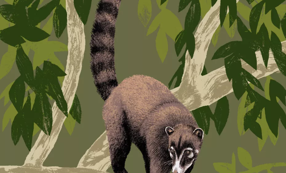 illustration coati