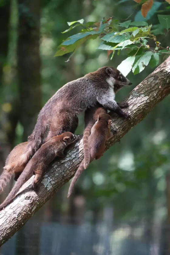 coatis et bébés 4