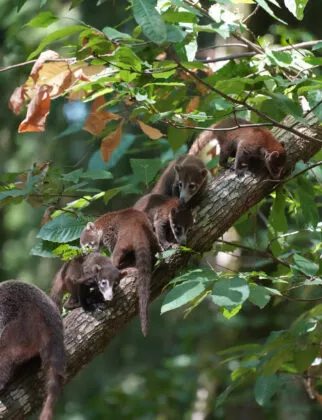coatis et bébés 3