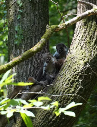coatis et bébés 2