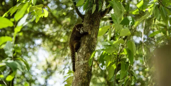 coatis et bébés 5