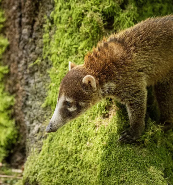 coatis et bébés 6