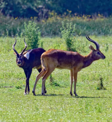 Cobe de Mrs Gray benoiton