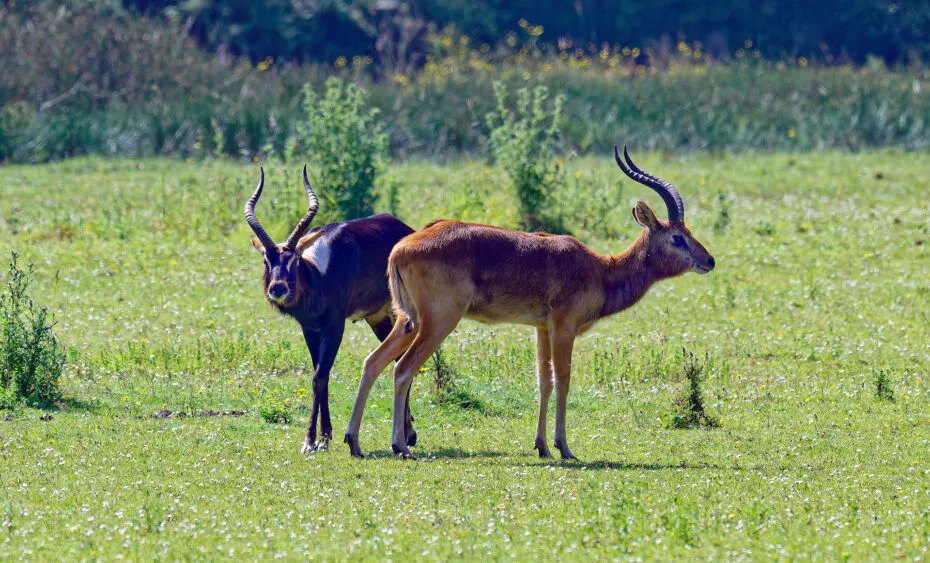 Cobe de Mrs Gray benoiton