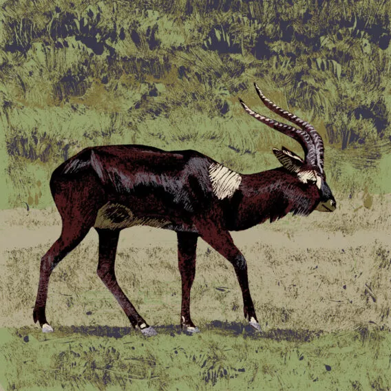 Illustration Cobe mrs Gray